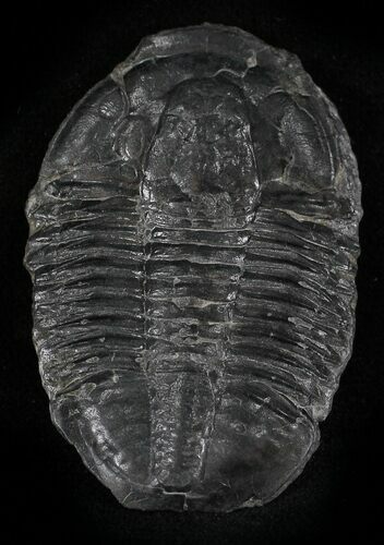 Asaphiscus Trilobite - Wheeler Shale, Utah #24886